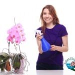 Vendita online di orchidee e piante esotiche, quali sono le più belle?