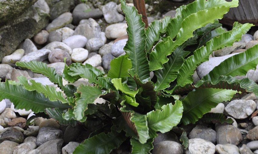 asplenium pianta