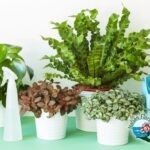 Quali sono le migliori piante per valorizzare la tua casa?