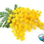 Le Mimose, il Bouquet floreale simbolo per la Festa della Donna