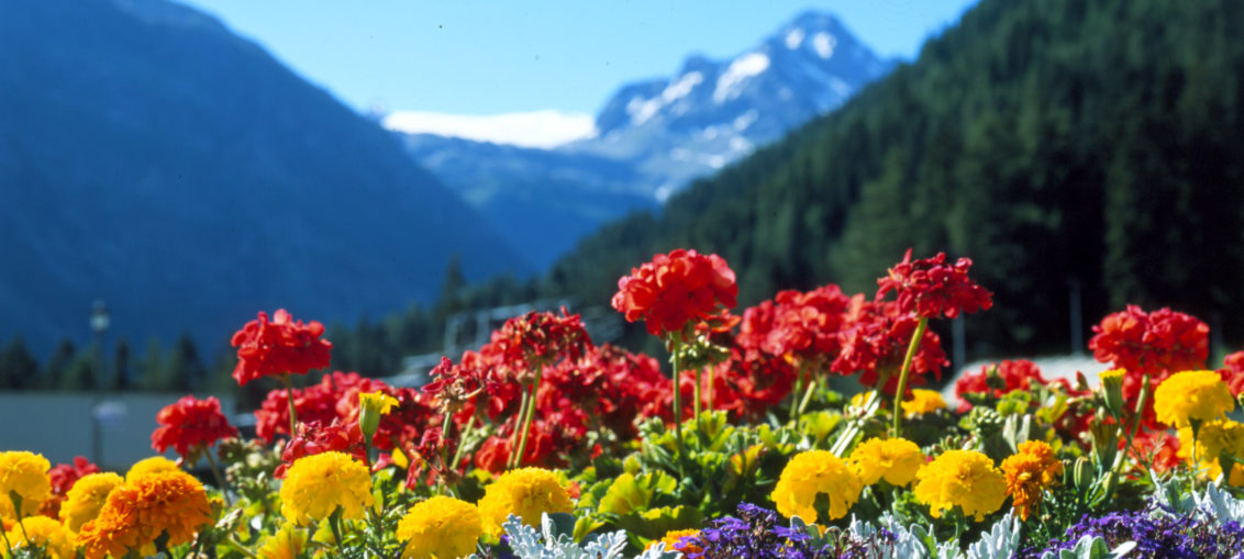 Bouquet E Mazzi Di Fiori Per Onomastico Fiori Onomastico