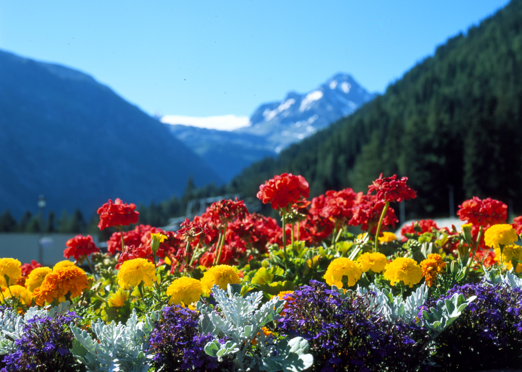 Bouquet E Mazzi Di Fiori Per Onomastico Fiori Onomastico