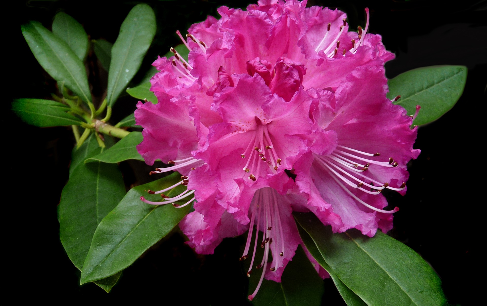 Цветок рододендрон. Рододендрон красный куст. Рододендрон розеум. Рододендрон гибридный гаага. Лепестки это символические фигуры людей рододендрон 2015.