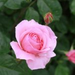 Rose: le specie, il significato dei colori, la cura