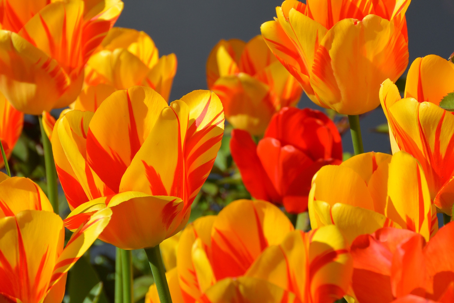 Quali sono i Fiori e le Piante che si possono regalare online a Marzo?