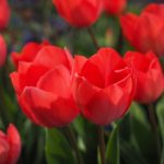 Tulipani, il significato, le specie e come curarli