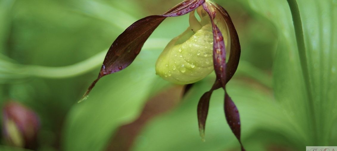 Fiori più rari al mondo