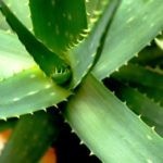 Aloe Vera, una pianta facile da coltivare in casa e ricca di proprietà