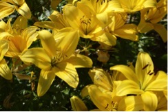 Bouquet di gigli gialli meravigliosi